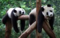 /album/fotogalerie/aha3c1beb-china-pandas-xaw802-jpg/
