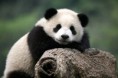 /album/fotogalerie/giant-panda-breeding-research-base-photo-jpg/