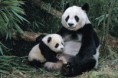 /album/fotogalerie/giant-panda-mom-cub-in-a-bamboo-forest-wolong-r-jpg/