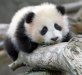 /album/fotogalerie/panda-cub-jpg/